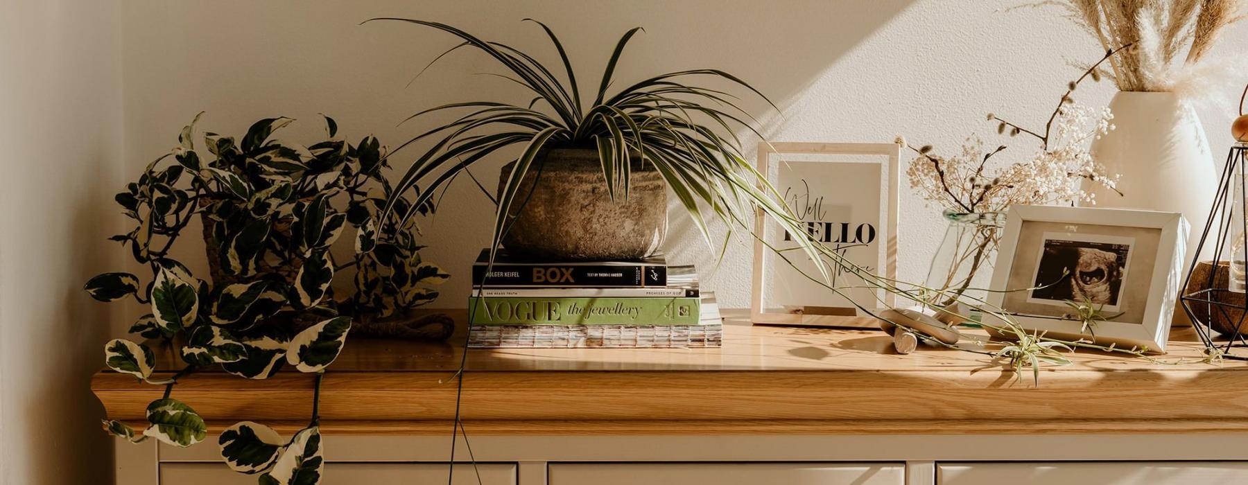 bureau top decorated with potted plants, books and framed pictures